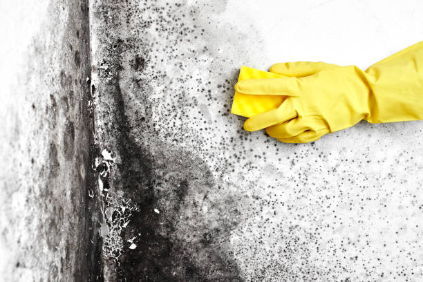 Best Fast Mold Removal  in Rocklin, CA