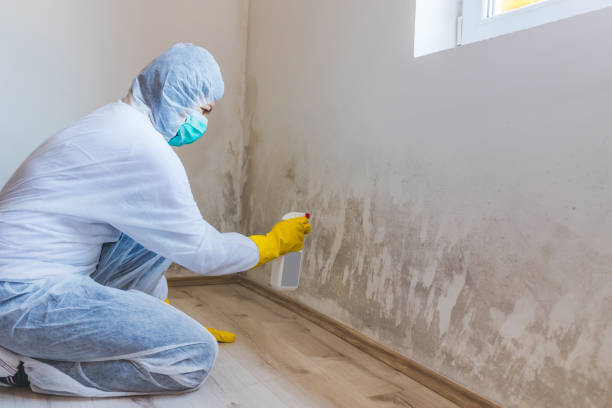 Home Mold Removal in Rocklin, CA