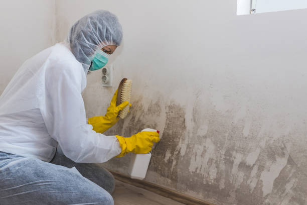Best Local Mold Removal Service  in Rocklin, CA