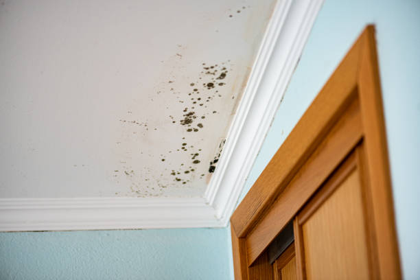 Best Emergency Mold Removal  in Rocklin, CA