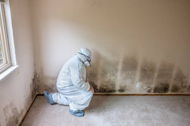 Best Mold Removal Company Near Me  in Rocklin, CA