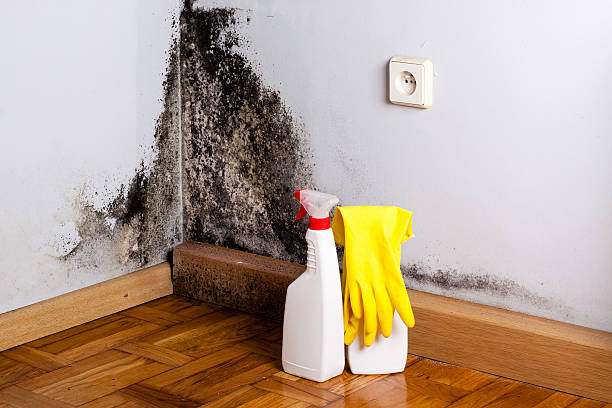 Office Mold Removal Services in Rocklin, CA