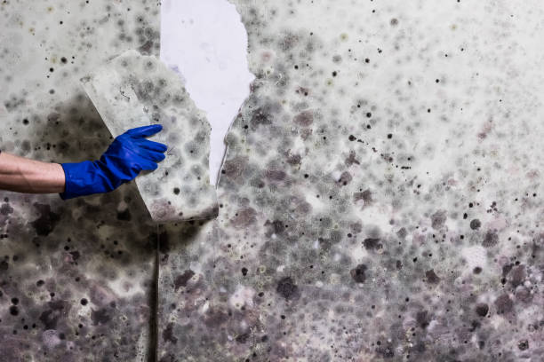 Best Mold Removal Company Near Me  in Rocklin, CA