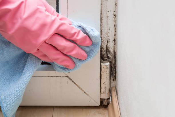 Best Mold Testing  in Rocklin, CA