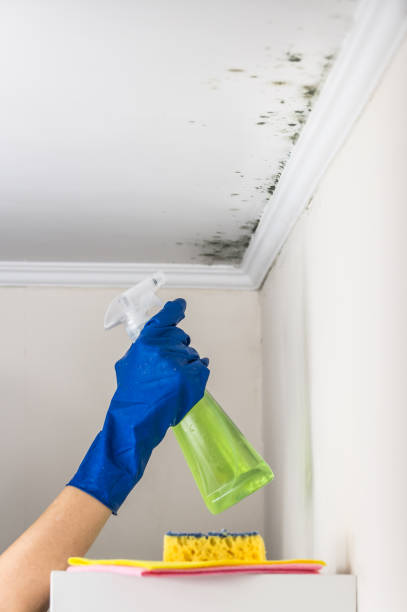 Best Professional Mold Removal  in Rocklin, CA